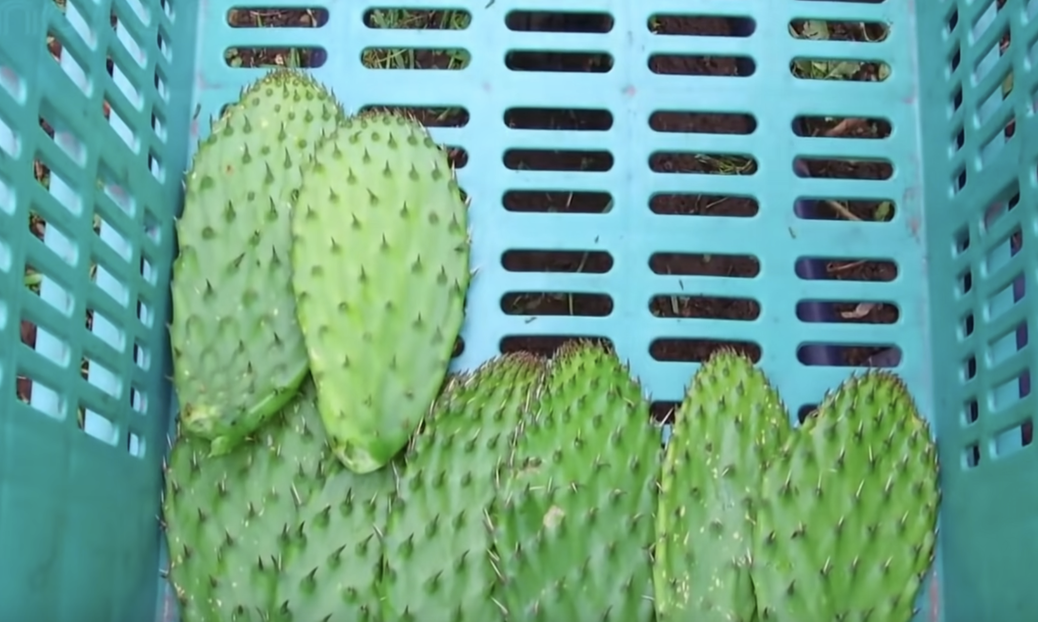 Can Nopal Cactus Help With Weight Loss Studies Evidence and